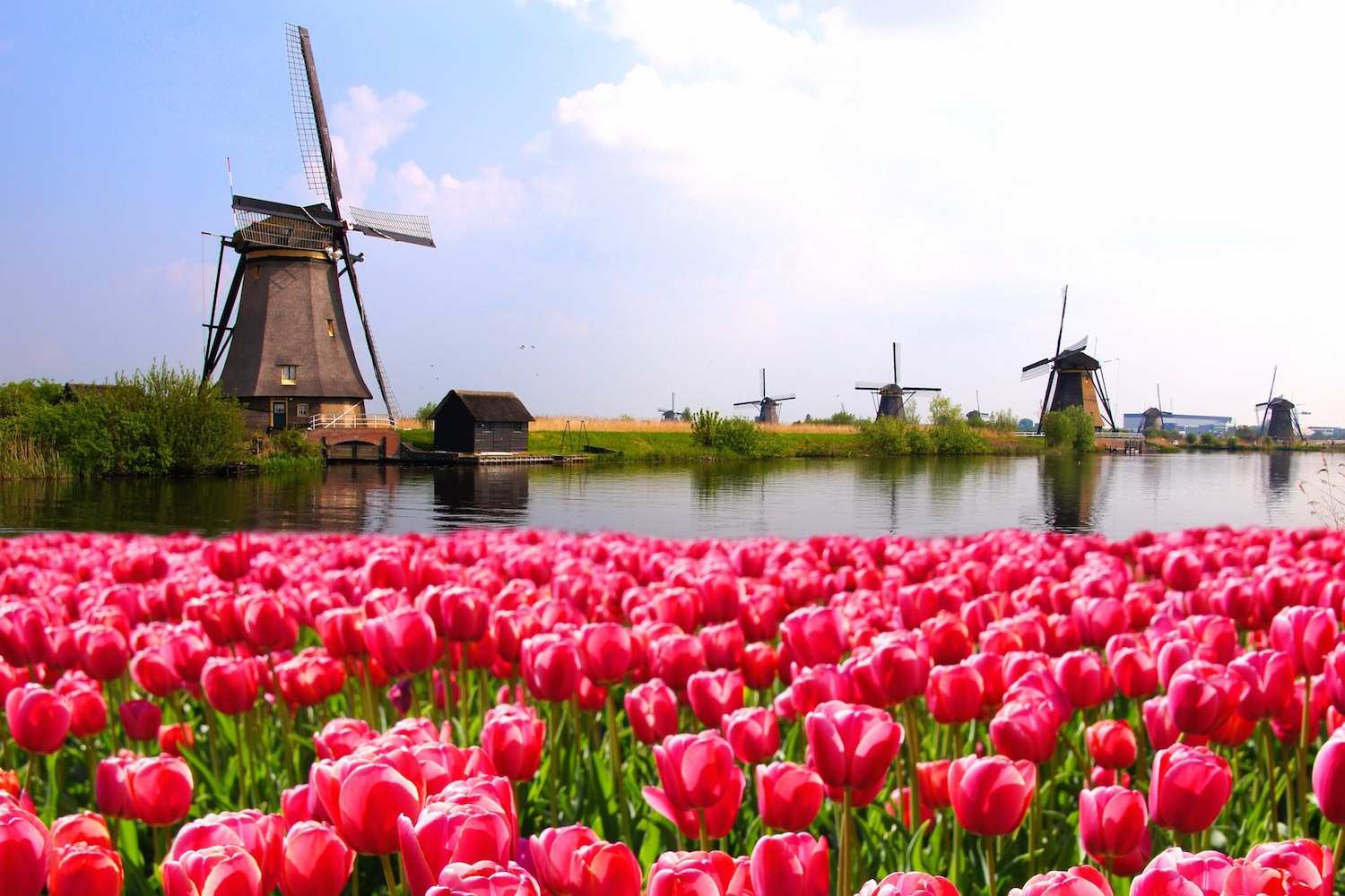 Learn Frisian Online - Level 1