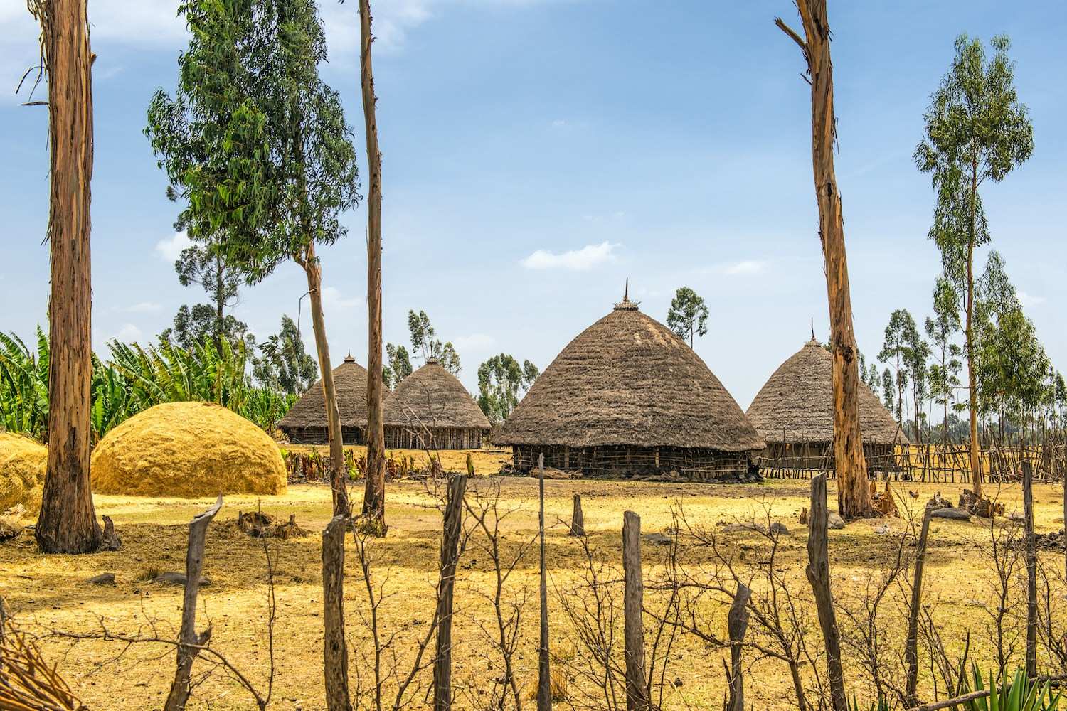 Learn Oromo Online - Level 1