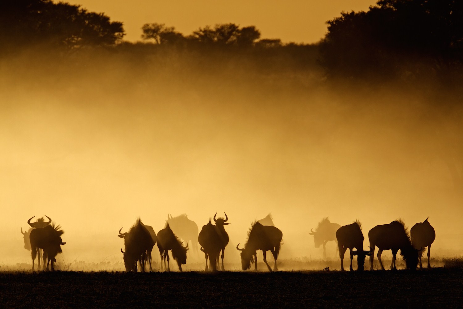 Learn Sesotho Southern Online - Level 1